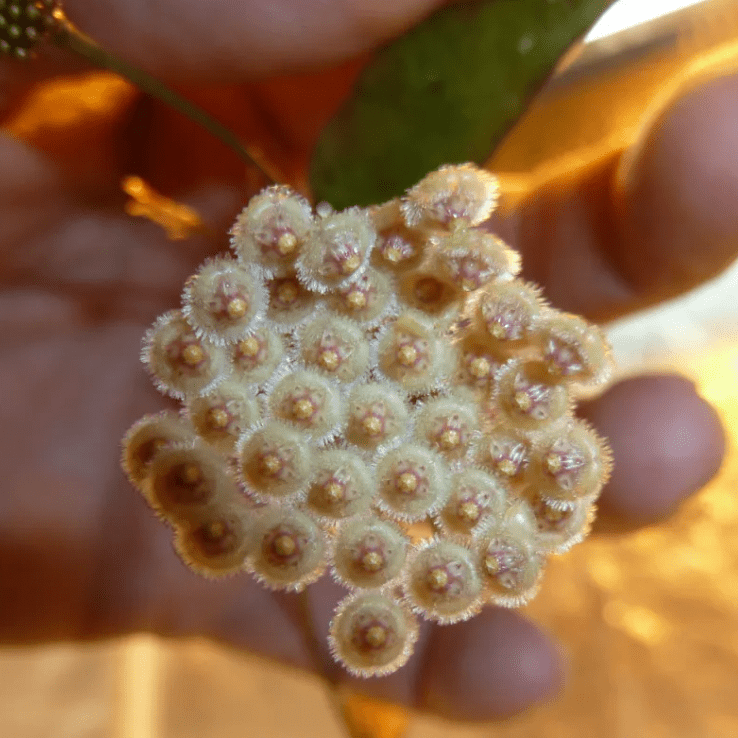 Hoya parviflora 'Splash' - The Plant Lady SF