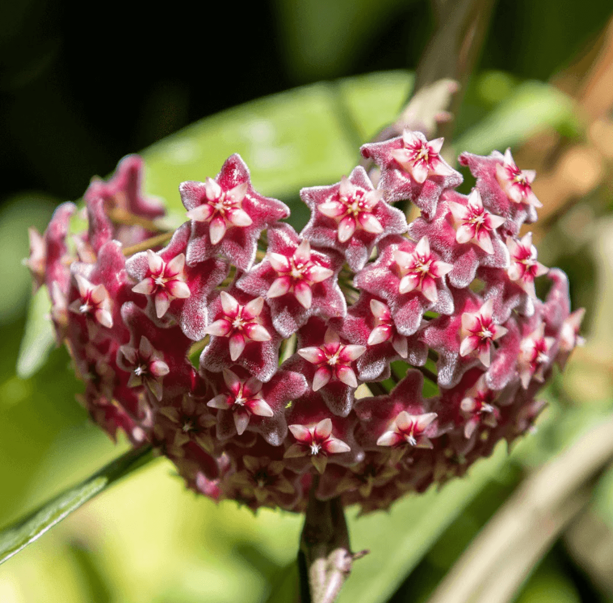 Hoya pubicalyx "Splash" - The Plant Lady SF