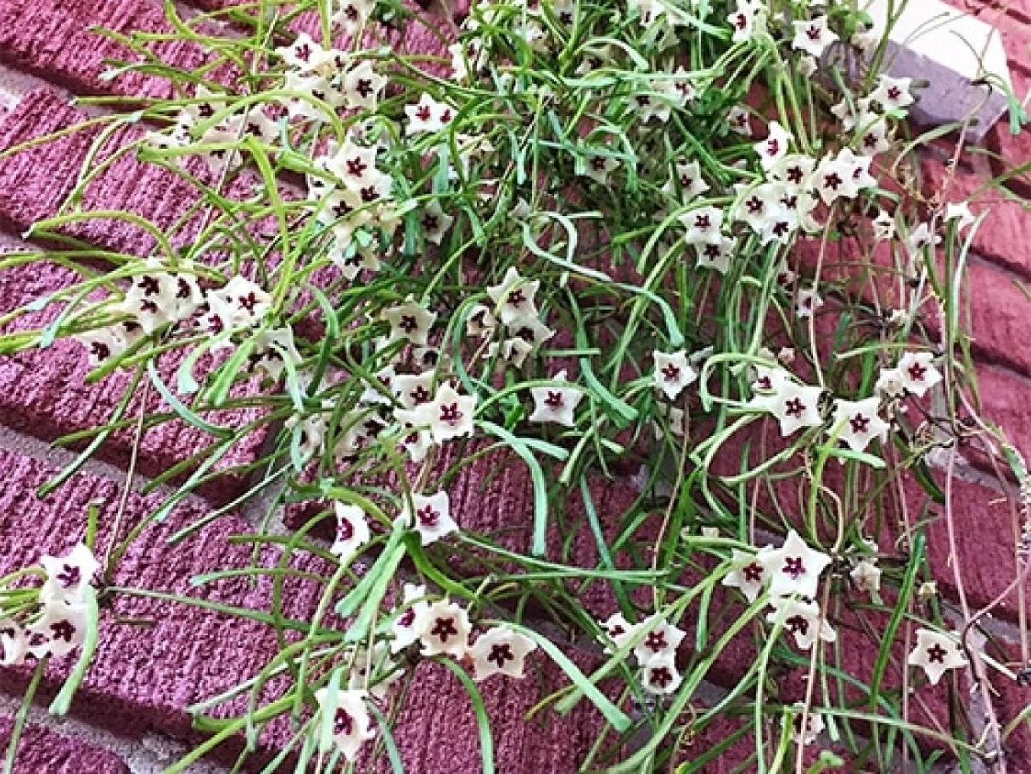 Hoya retusa - The Plant Lady SF