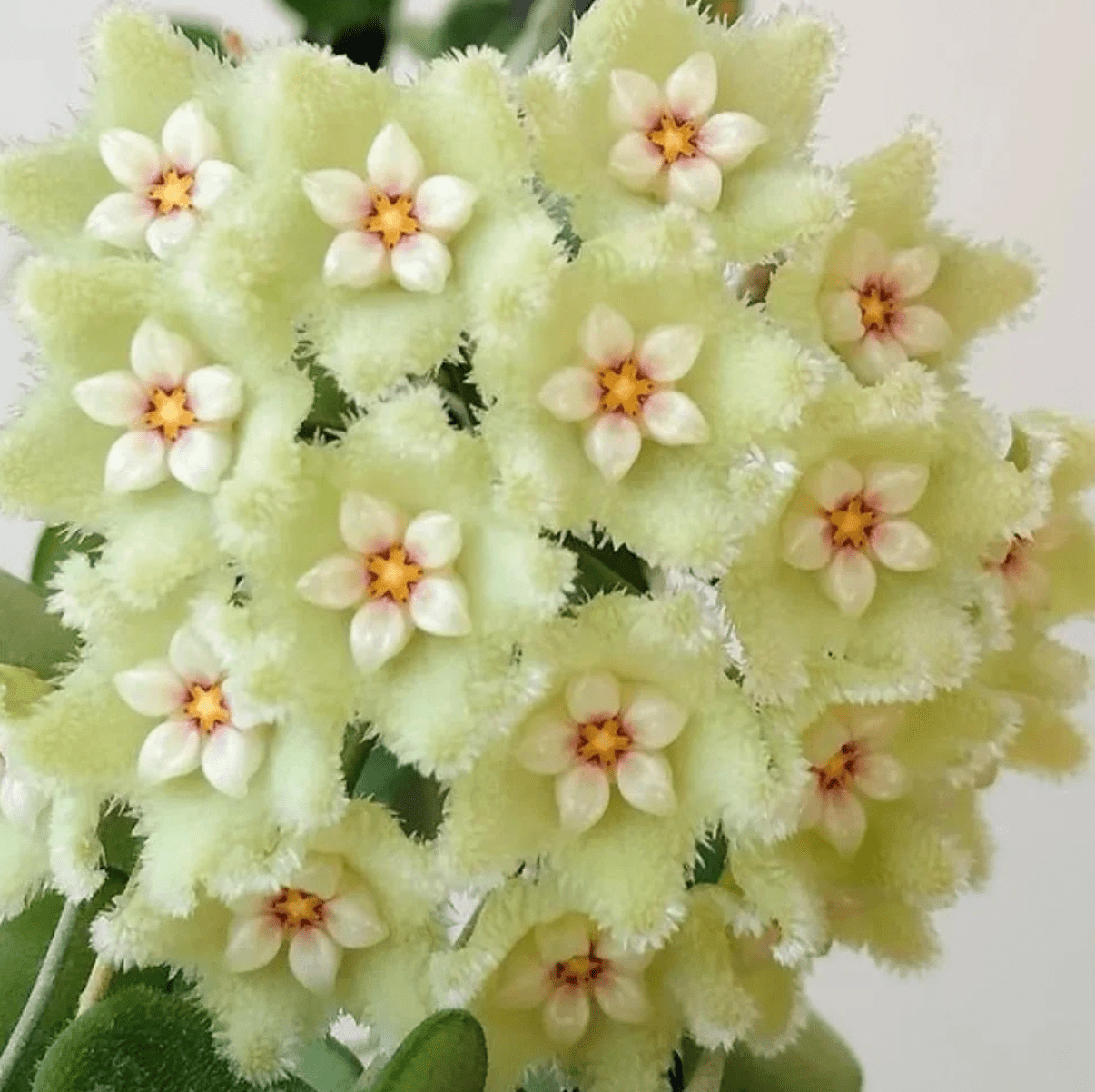 Hoya serpens - The Plant Lady SF