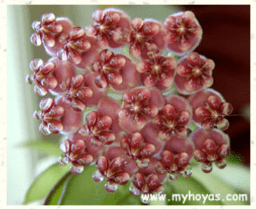 Hoya wayetii - The Plant Lady SF