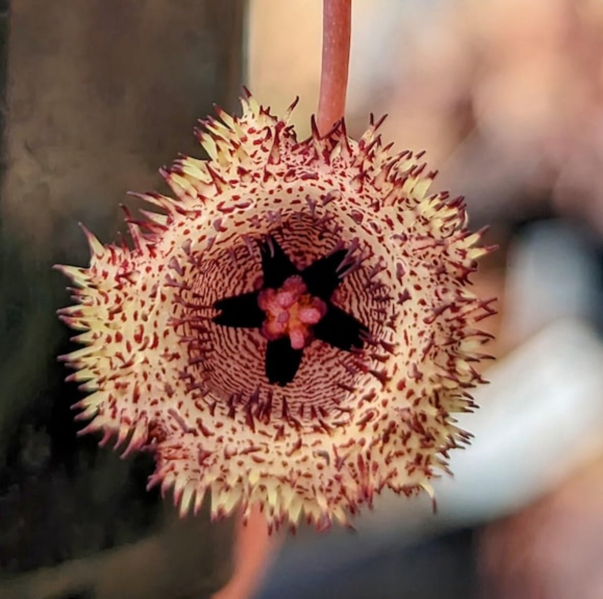 Huernia hystrix - The Plant Lady SF