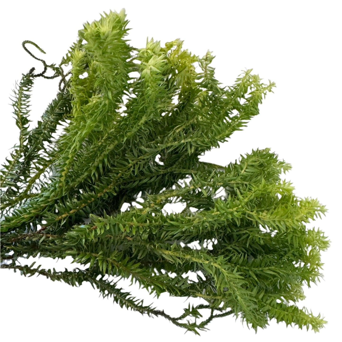 Huperzia pinifolla - The Plant Lady SF