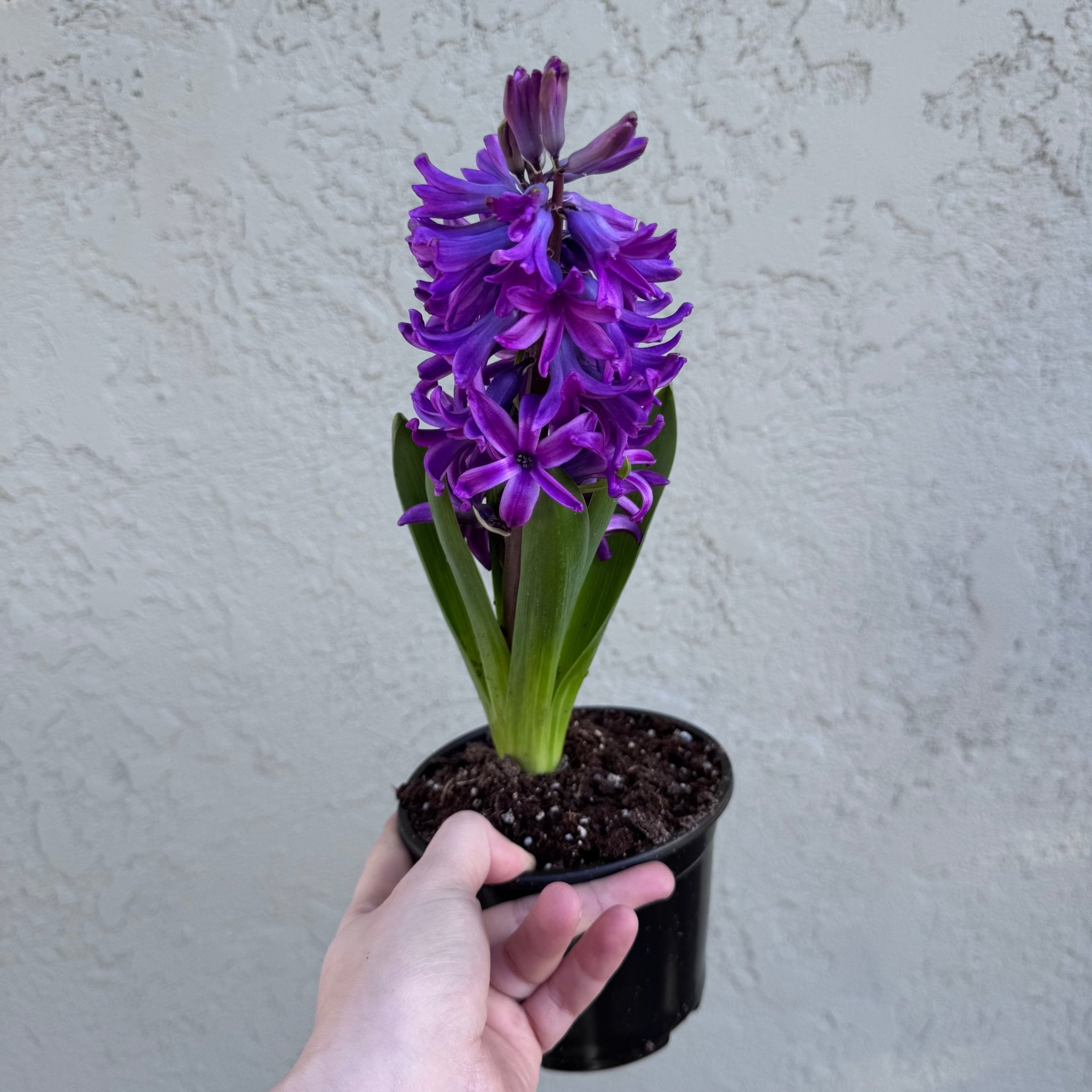 is hyacinth an indoor plant Hyacinth