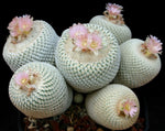Load image into Gallery viewer, Epithelantha bokei
