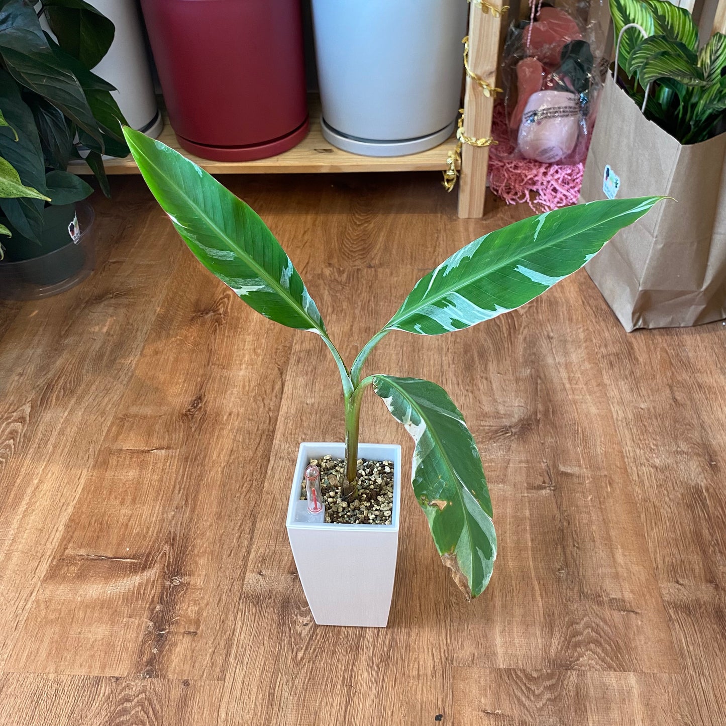 Musa spp. 'Florida' (Variegated Banana Tree)