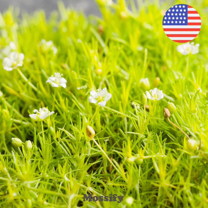 Irish Moss Seeds - The Plant Lady SF