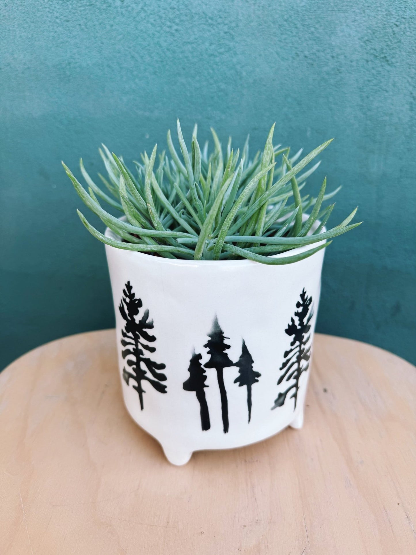 Kezia Pot - The Plant Lady SF