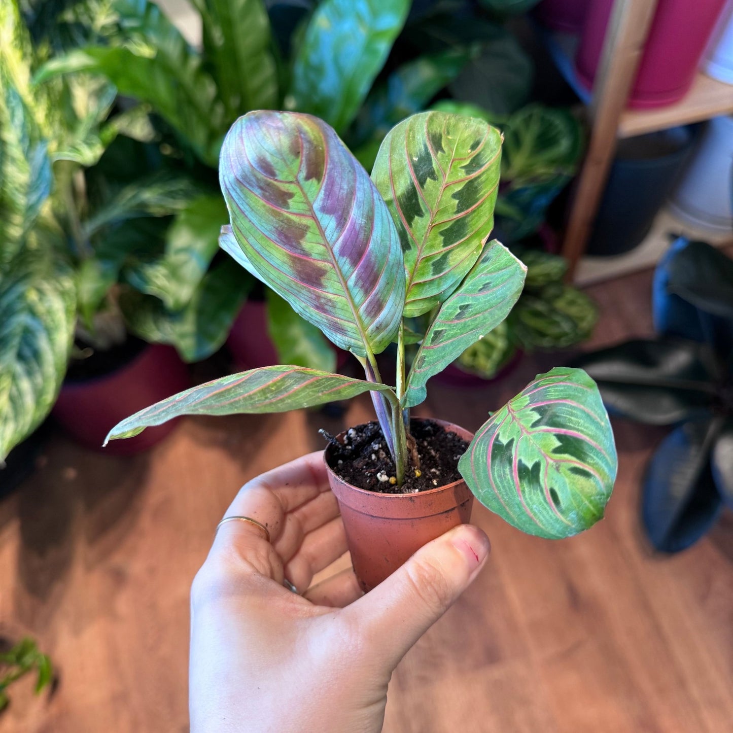 Maranta leuconeura erythroneura (Maranta Red Band) - The Plant Lady SF