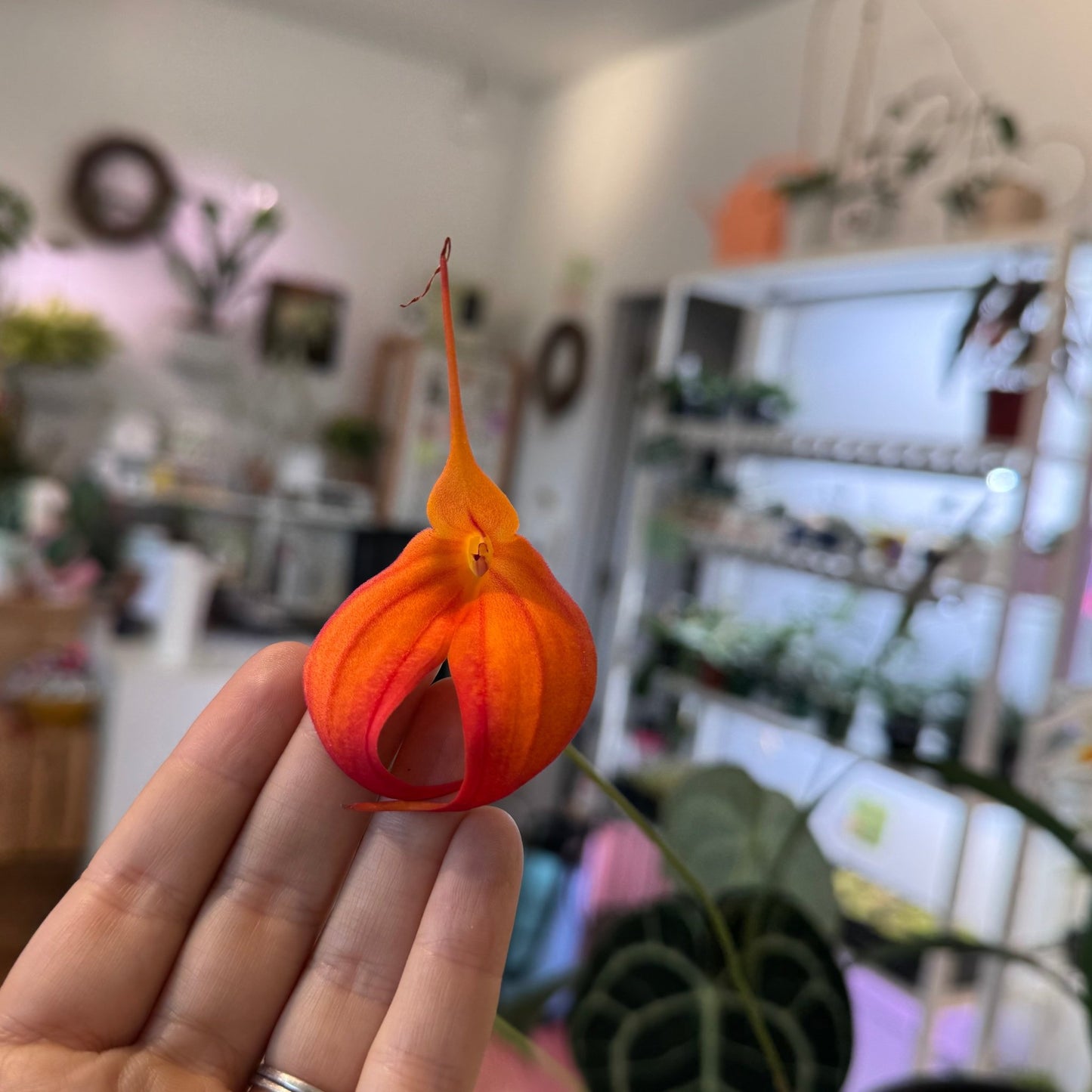 Masdevallia heathii ‘Elena’ - The Plant Lady SF