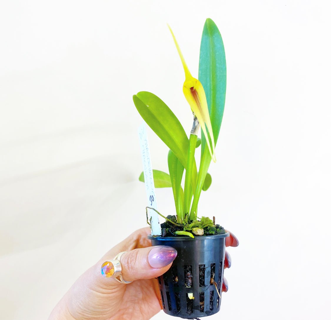 Masdevallia maculata - The Plant Lady SF