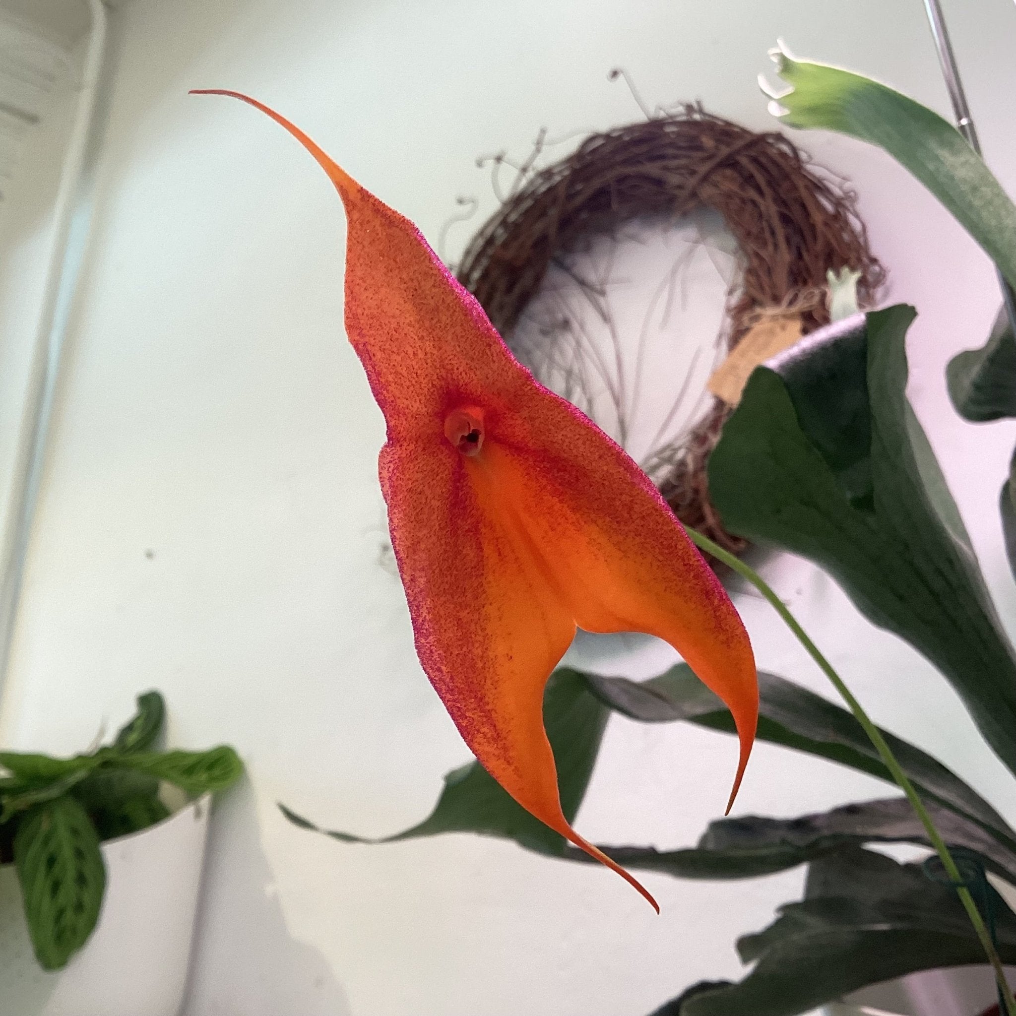 Masdevallia veitchiana (Goliath x Makawao) – The Plant Lady SF