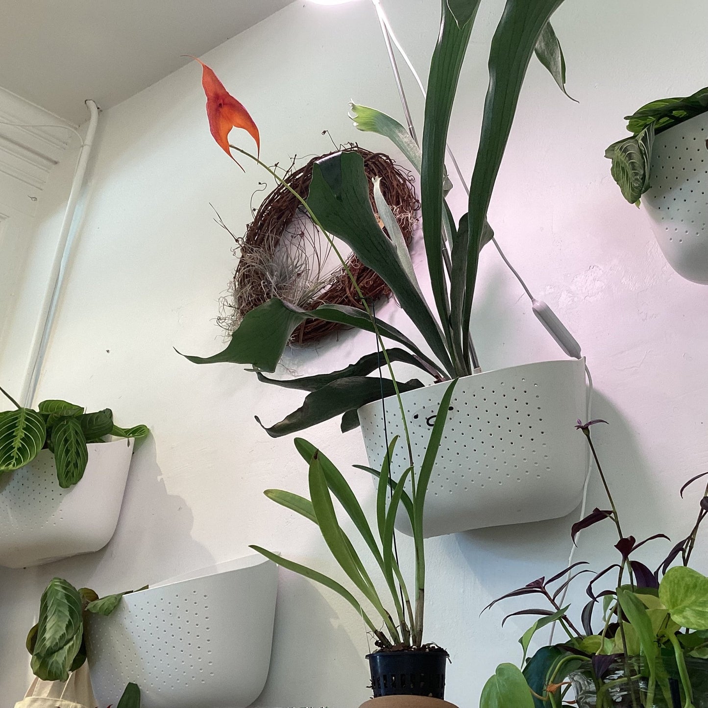 Masdevallia veitchiana (Goliath x Makawao) - The Plant Lady SF