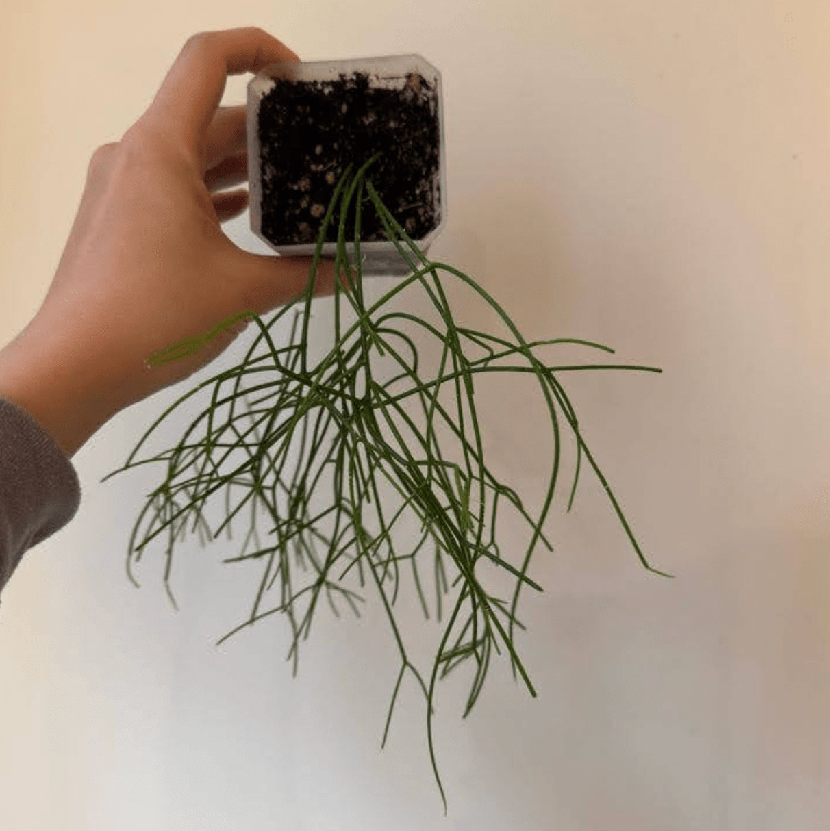 Mistletoe Cactus (Rhipsalis quellebambensis) - The Plant Lady SF