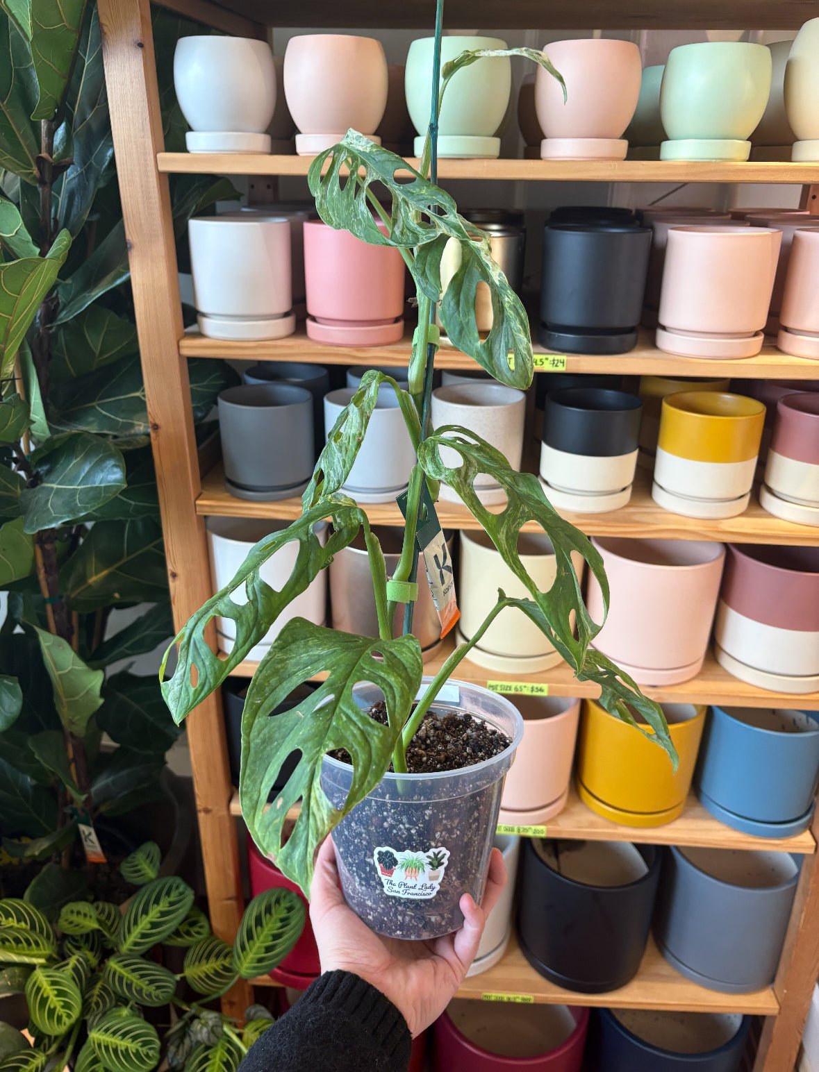 Monstera adansonii 'Indonesian Mint' - The Plant Lady SF