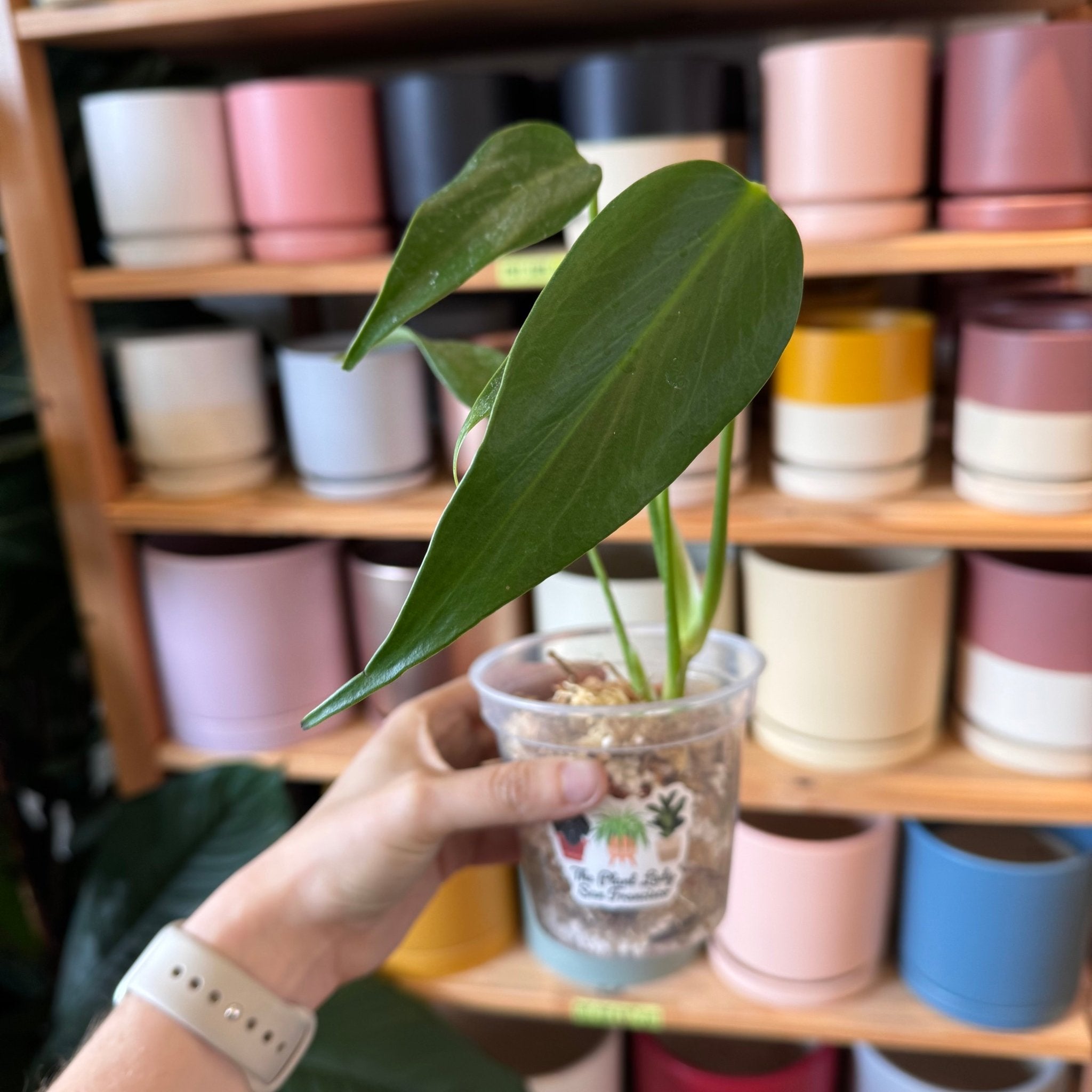 Monstera 'Burle Marx Flame'  The Plant Lady SF