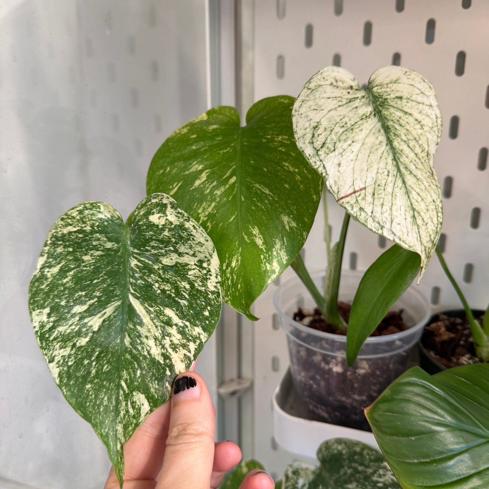 monstera deliciosa green and white Monstera deliciosa 'Mint' – The Plant Lady SF