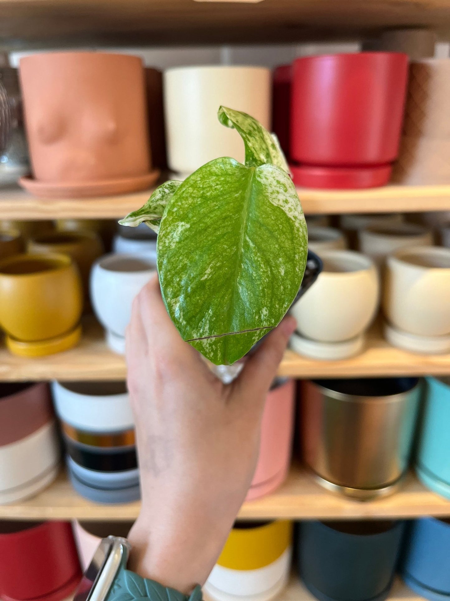 Monstera deliciosa ‘Mint’ (Large Form) - The Plant Lady SF