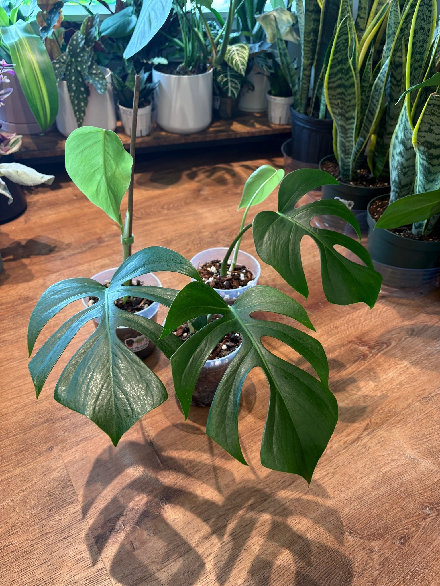 monstera v Monstera deliciosa var. sierrana (Hawaiian Form)