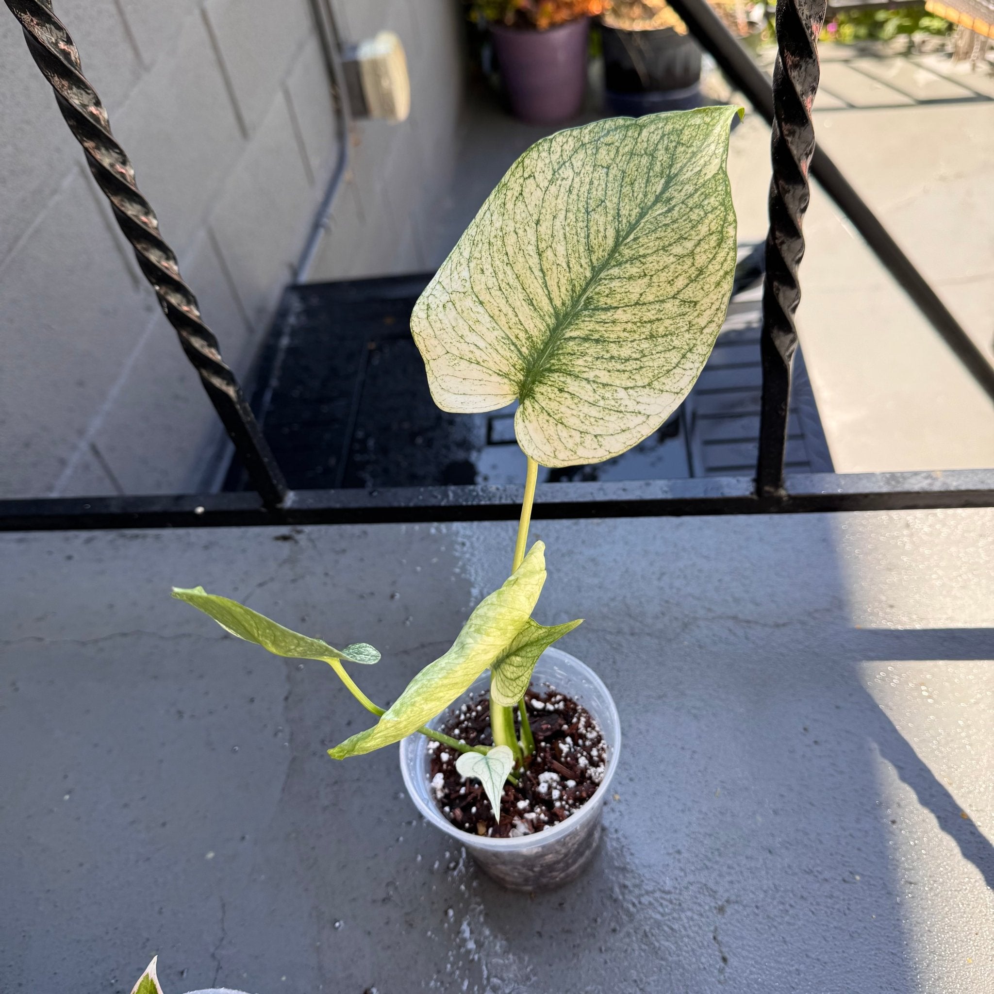 white monstera deliciosa liebm Monstera White Monster