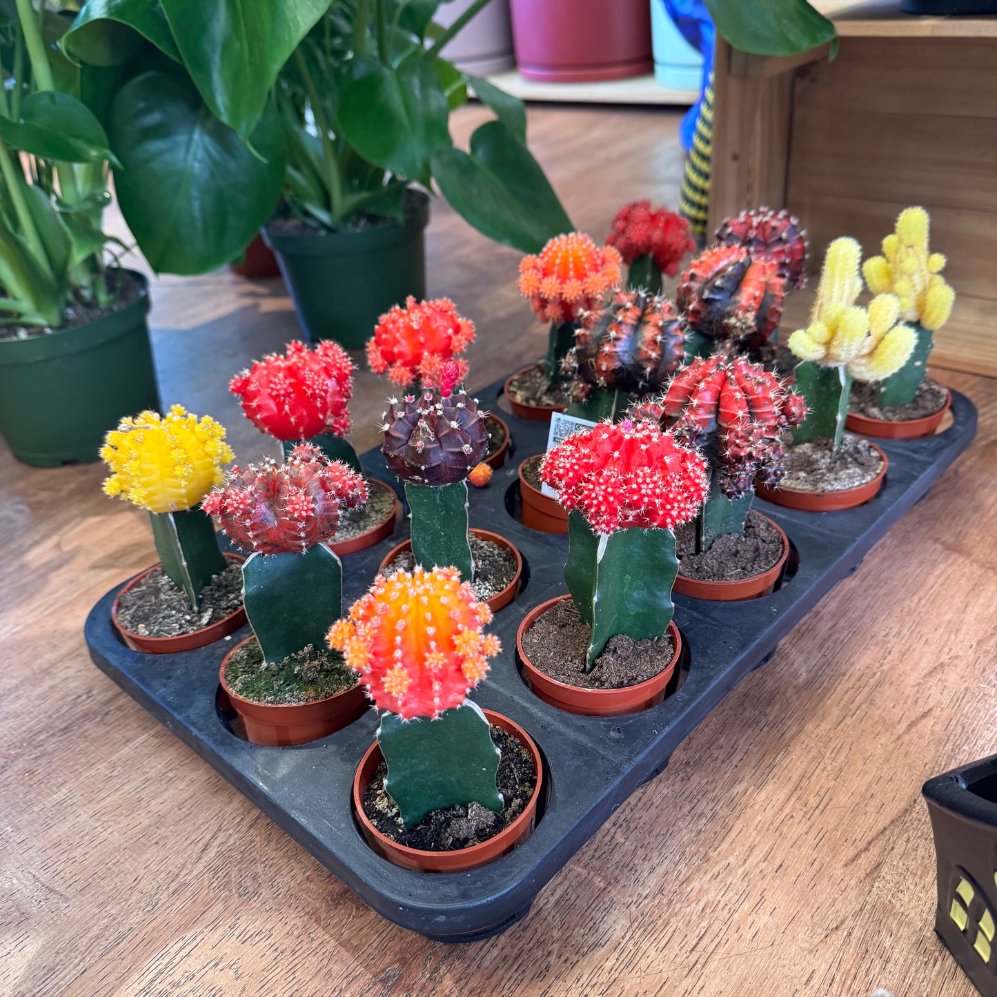 Grafted Moon Cacti Assorted 2”