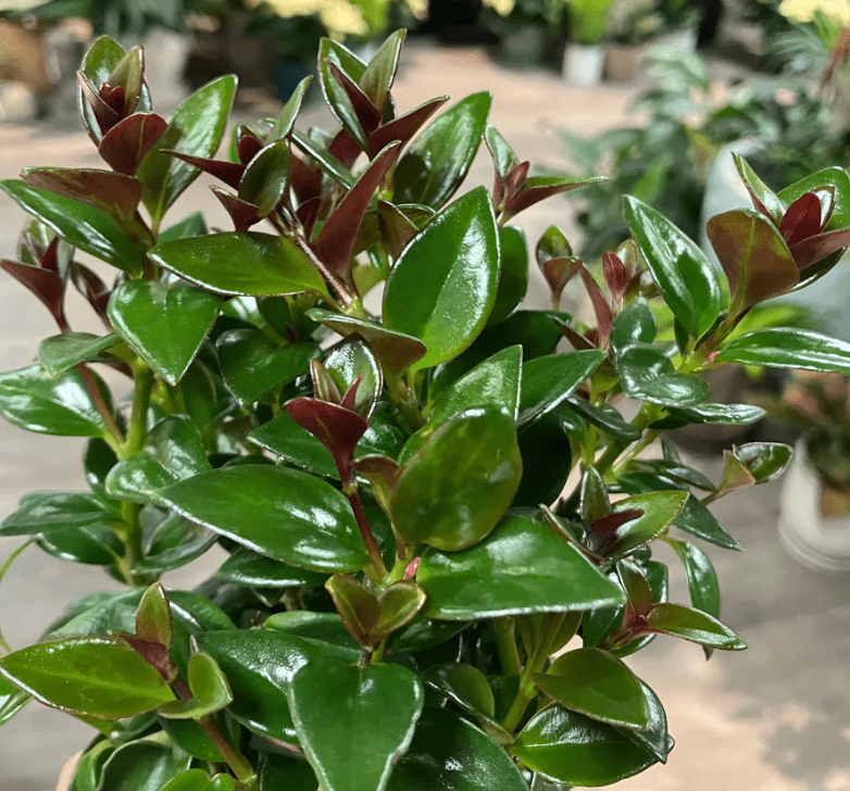fertilizer for goldfish plant Nematanthus greg. 'Black Gold' (Goldfish Plant)