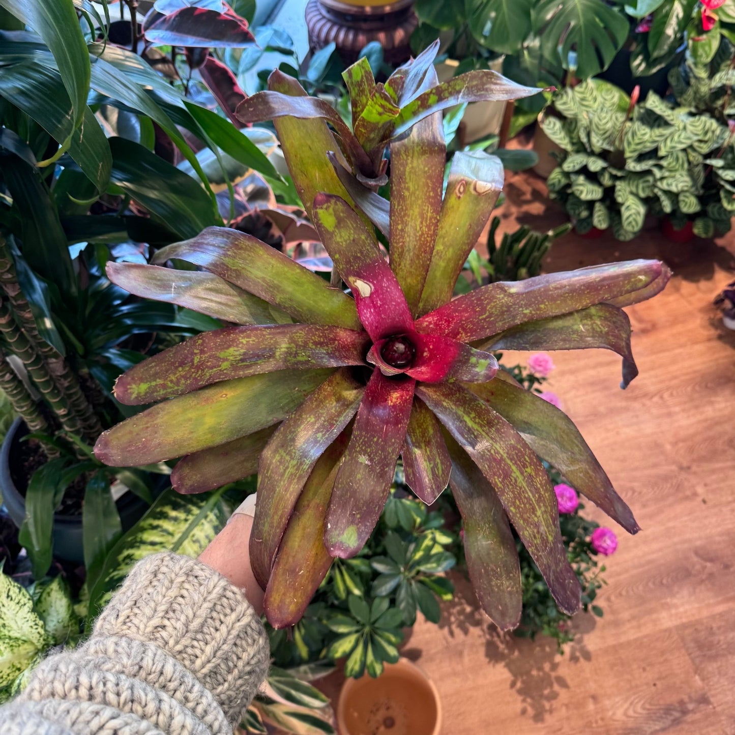 Neoregelia (assorted) - The Plant Lady SF