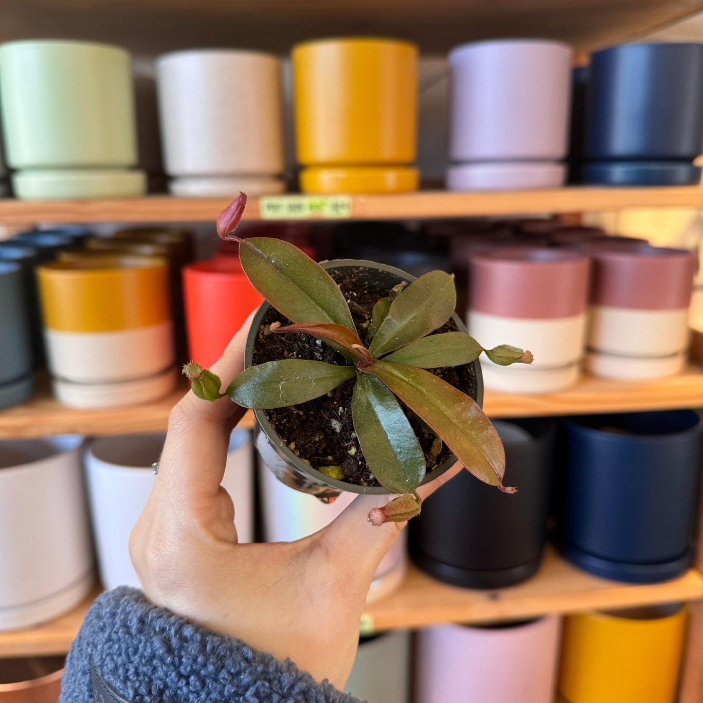 Nepenthes assorted 3" - The Plant Lady SF