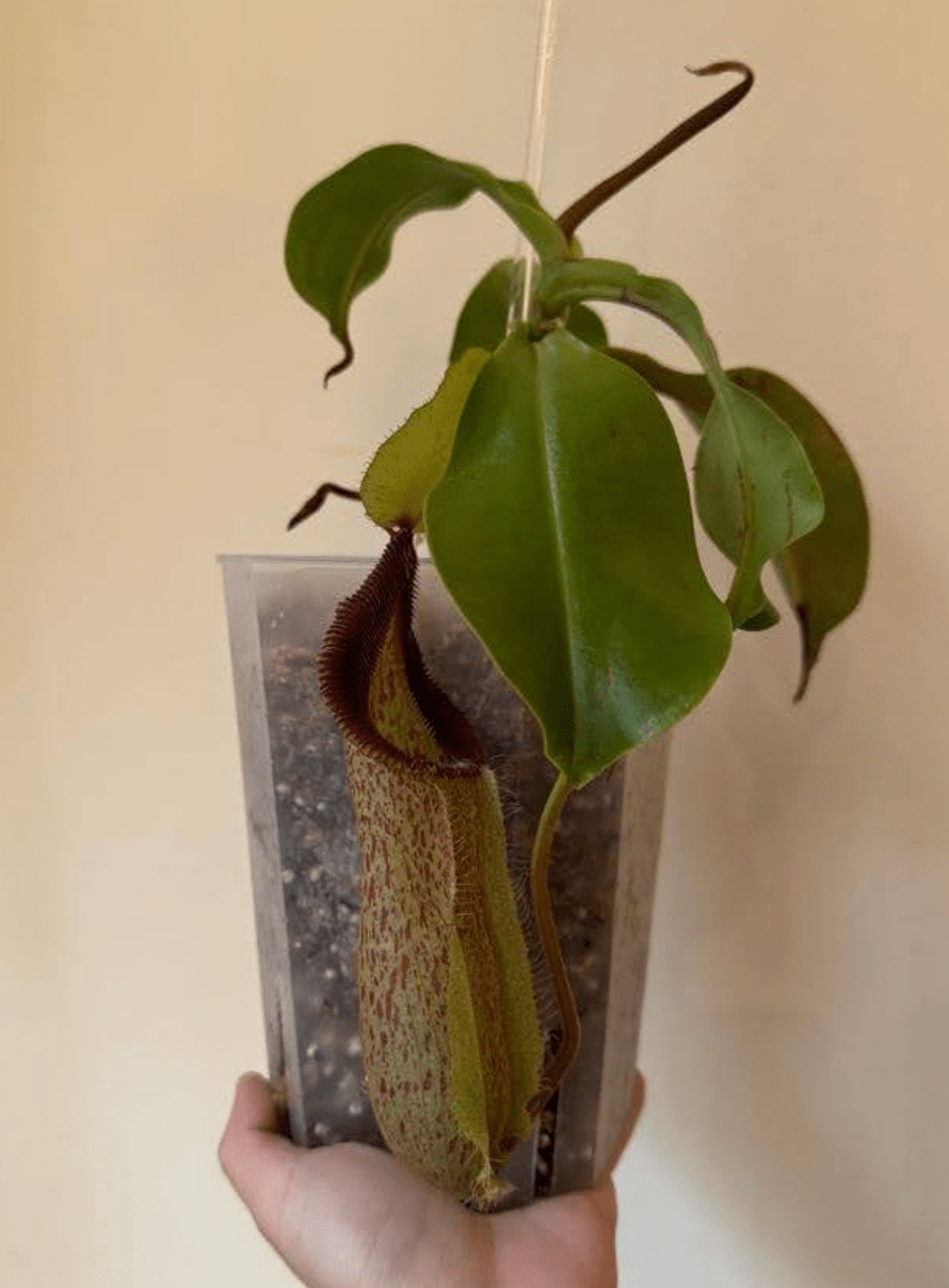 Nepenthes robcantleyi x hamata - The Plant Lady SF