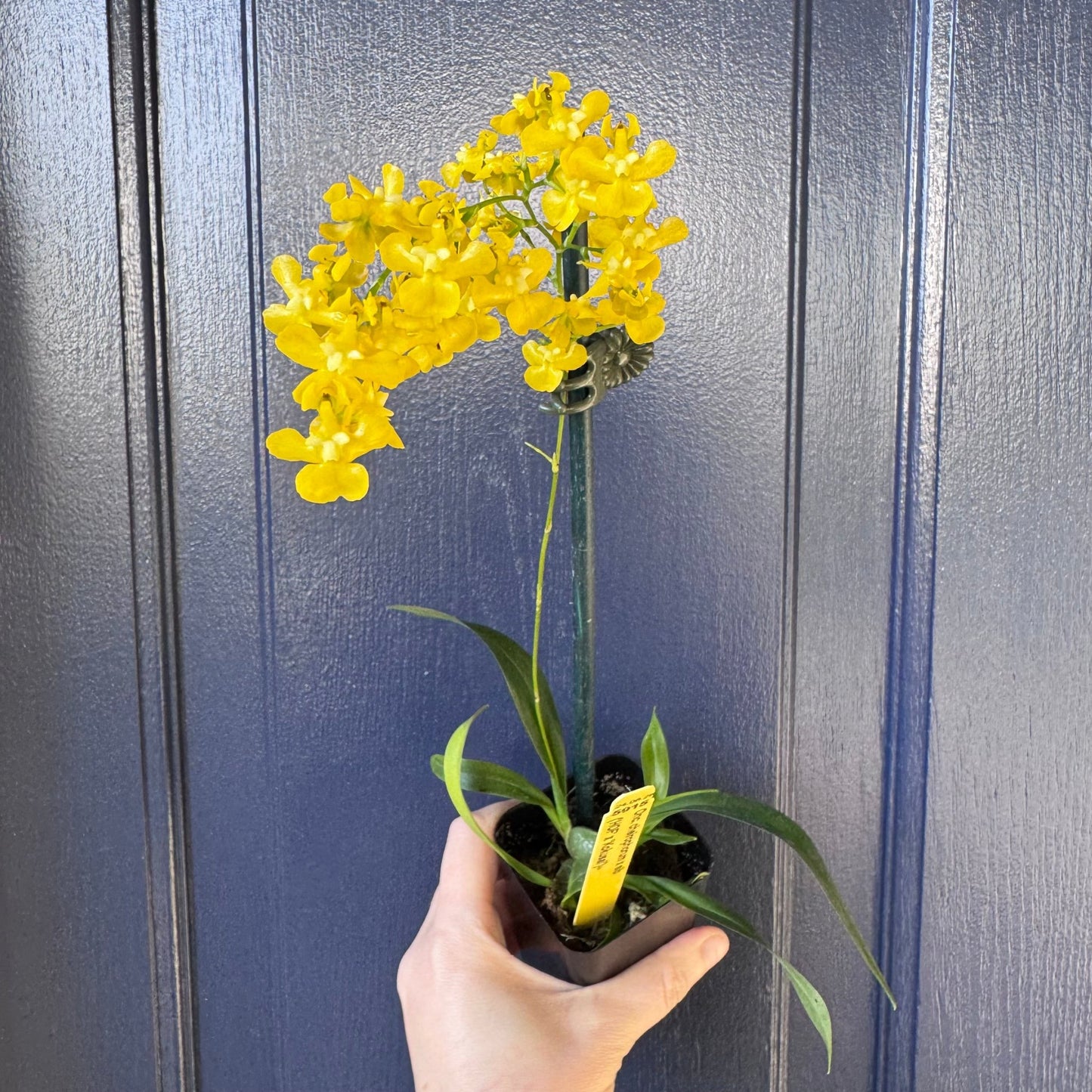 Oncidium cheirophorum - The Plant Lady SF