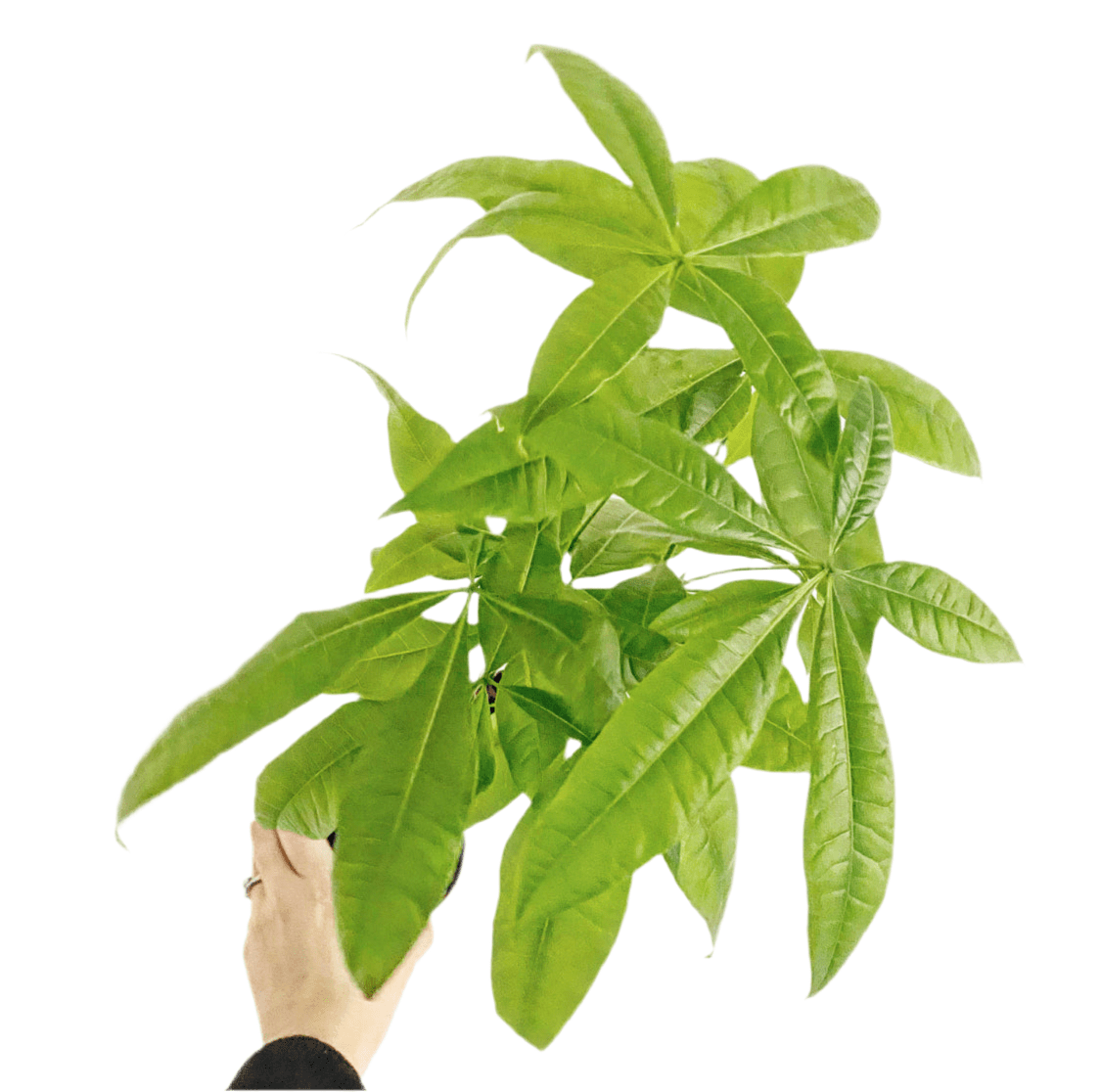 money tree large plant Pachira aquatica (Braided Money Tree) – The Plant Lady SF