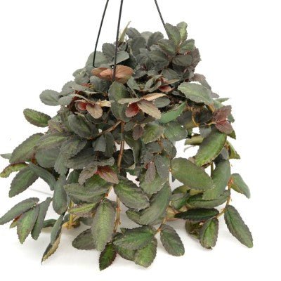 Pellionia repens - The Plant Lady SF