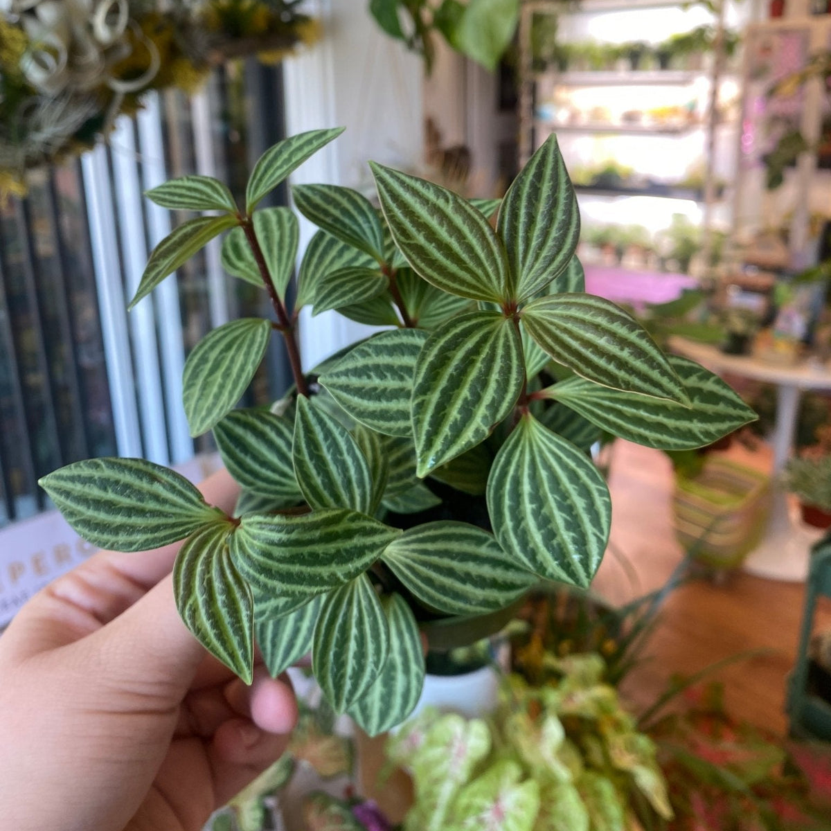 Peperomia puteolata - The Plant Lady SF