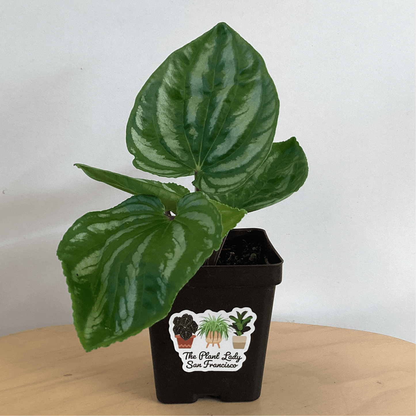 Peperomia sp. Ecuador - The Plant Lady SF