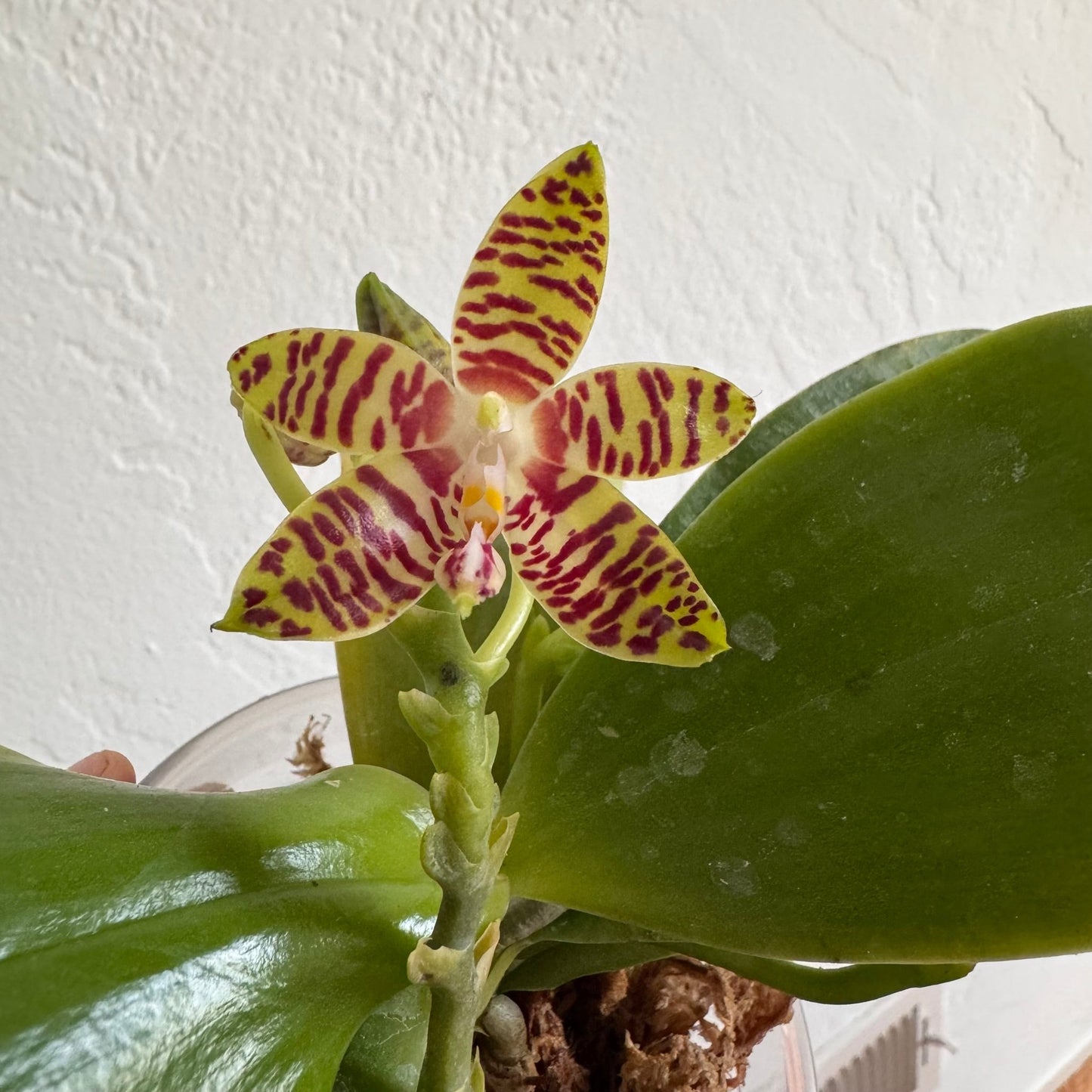 Phalaenopsis amboinensis x sib - The Plant Lady SF