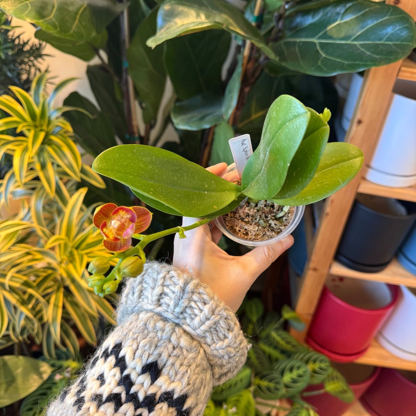 Phalaenopsis Yaphon Perfume - The Plant Lady SF