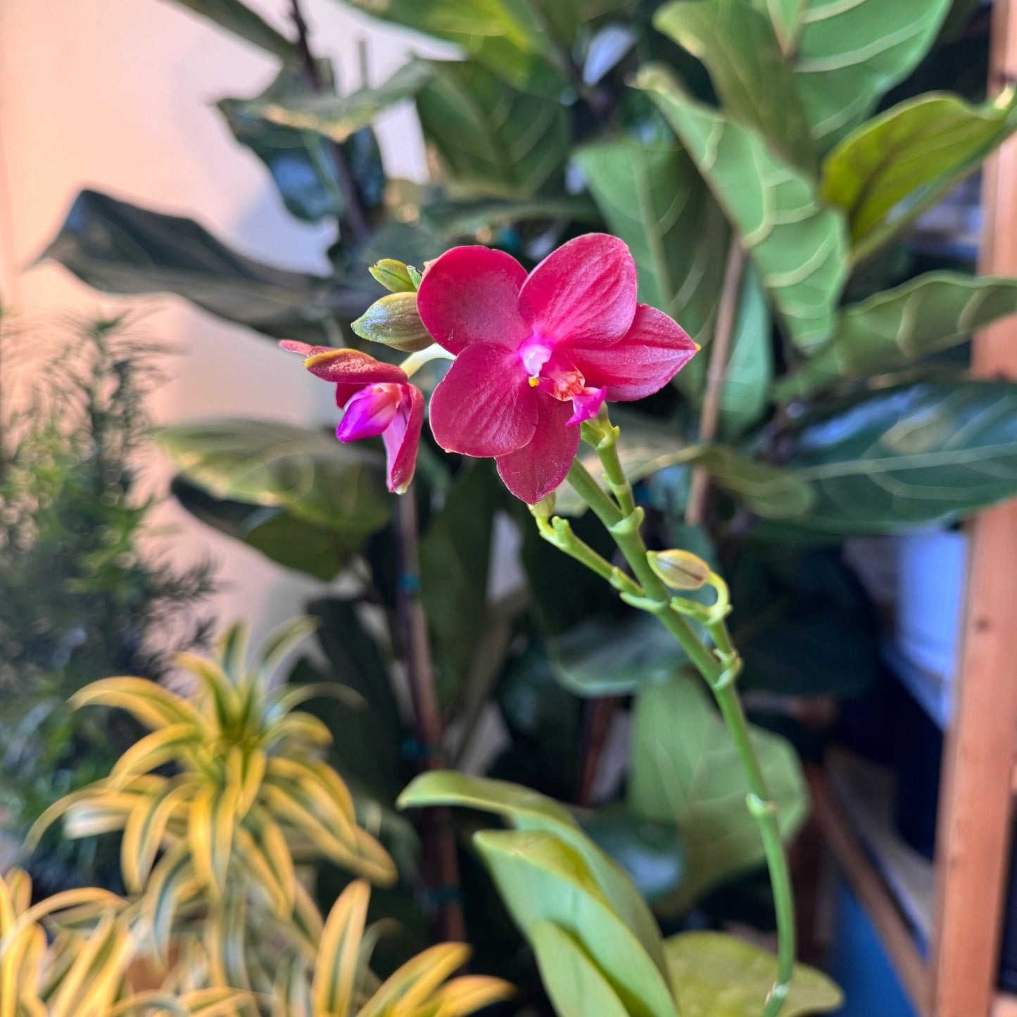 Phalaenopsis Zheng Min Parakeet 'Peeter' - The Plant Lady SF