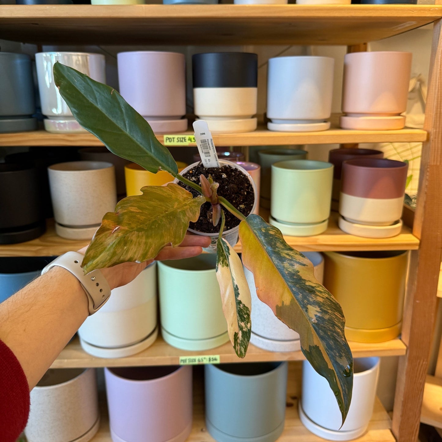 Philodendron 'Caramel Marble' - The Plant Lady SF