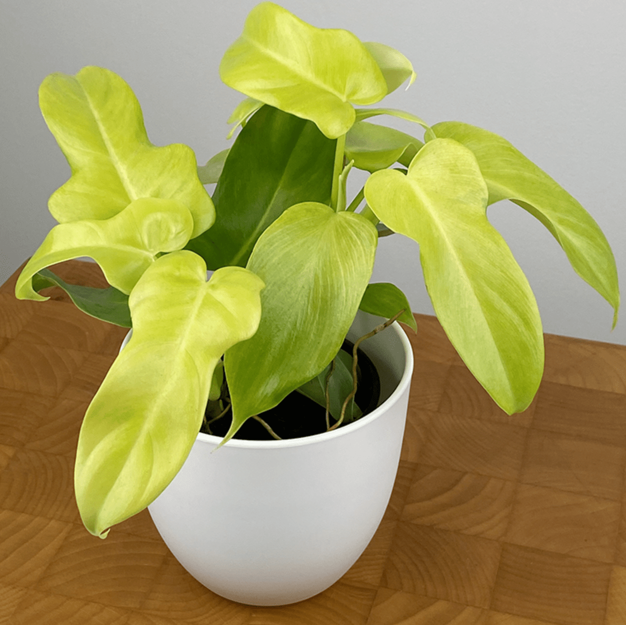 philodendron golden violin Philodendron 'Golden Violin' – The Plant Lady SF
