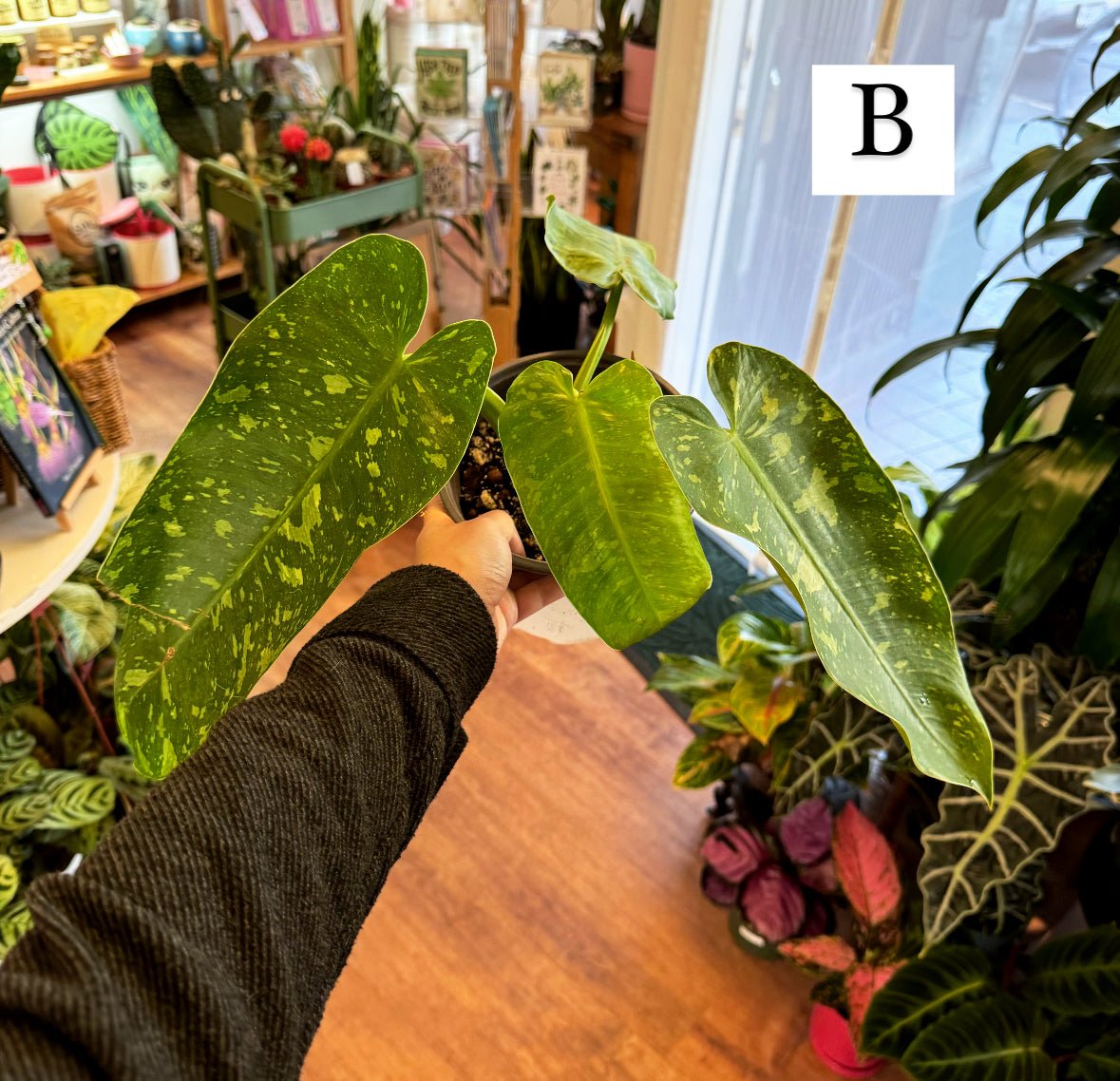 Philodendron 'Jose Buono' - The Plant Lady SF