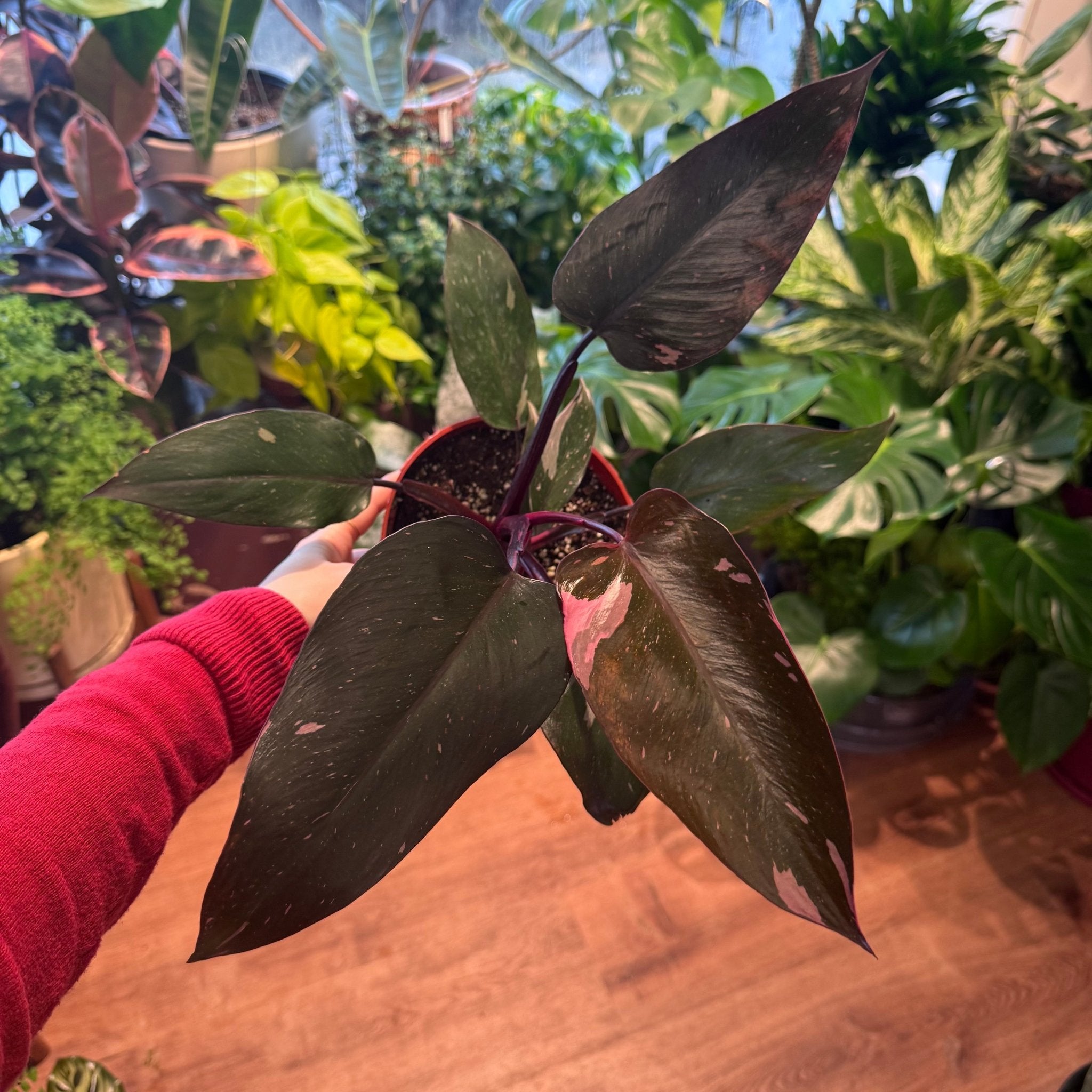 【Platyco】P.Pink Princess sporeling Philodendron Pink Princess – Christine's Tropical & Exotic Plants