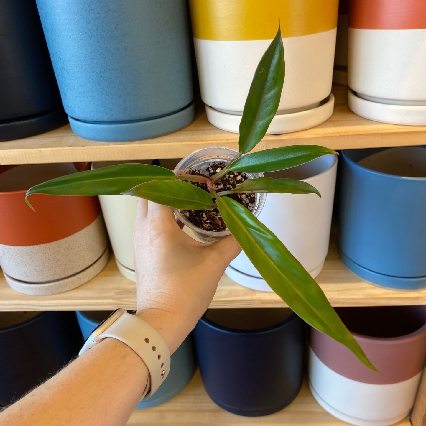 Philodendron 'Pluto' - The Plant Lady SF