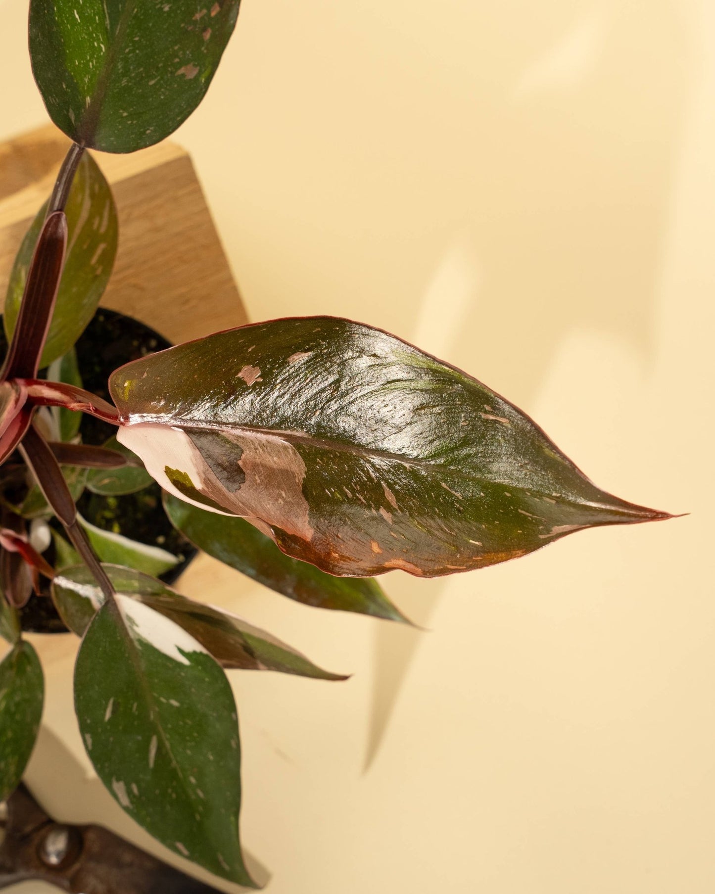 Philodendron 'Red Anderson' AKA "Pink Knight" - The Plant Lady SF