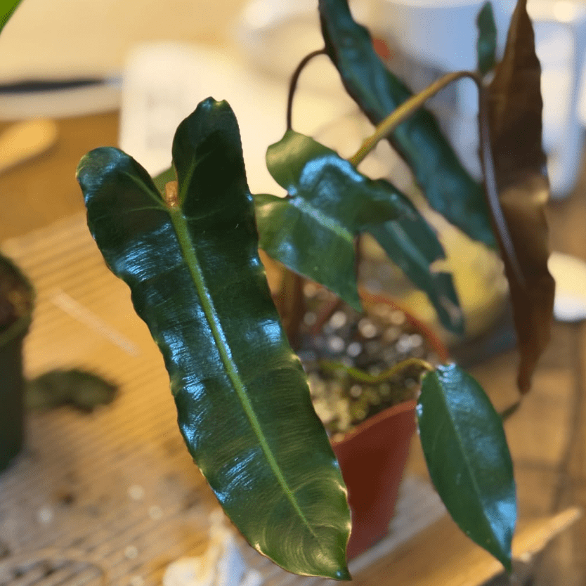philodendron 'spiritus sancti' Philodendron spiritus-sancti