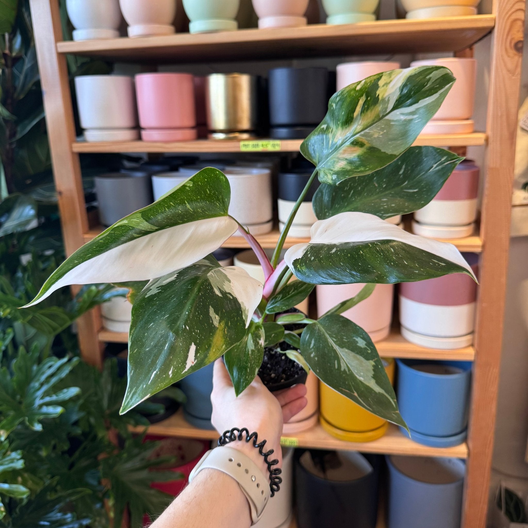 white princess philodendron for sale Philodendron 'White Princess' – The Plant Lady SF