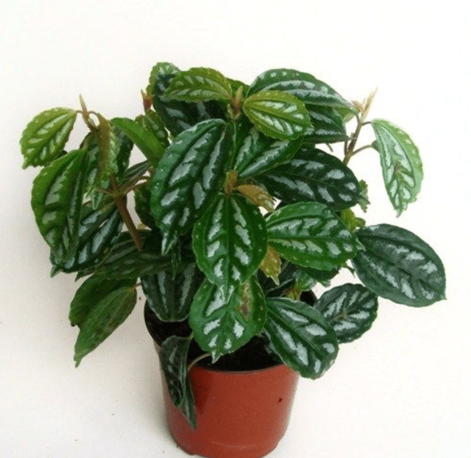 Pilea cadierei 'Aluminum' - The Plant Lady SF
