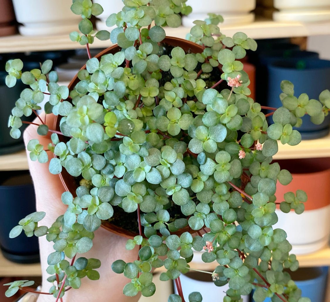 Pilea glauca