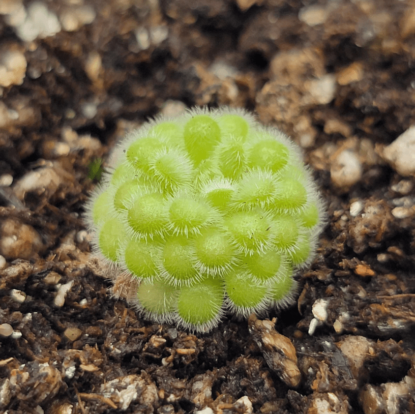 pinguicula succulent phase Pinguicula agnata x gypsicola – The Plant Lady SF
