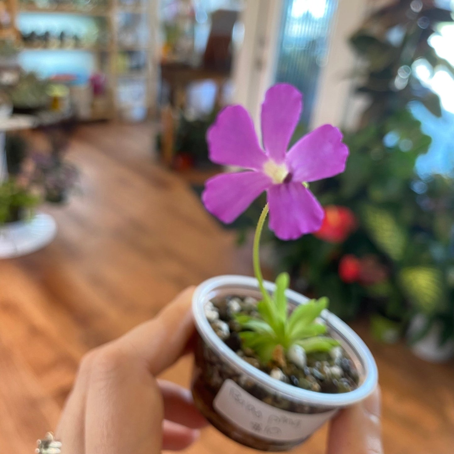 Pinguicula - Assorted, Blooming - The Plant Lady SF