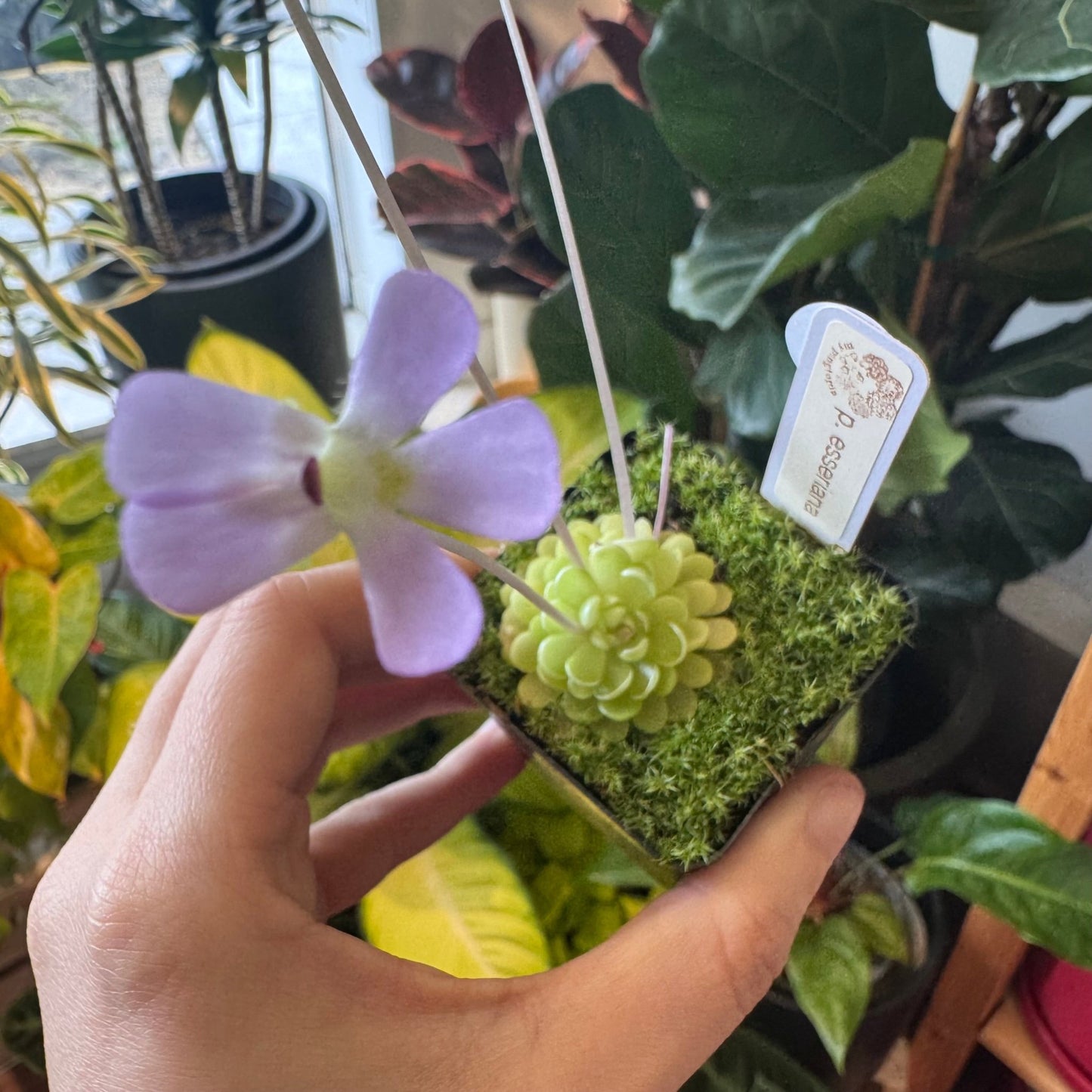 Pinguicula esseriana - The Plant Lady SF